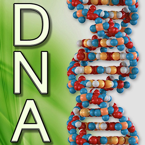 Fakta Menakjubkan tentang DNA Manusia