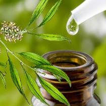 Manfaat Kecantikan dari Tea Tree Oil